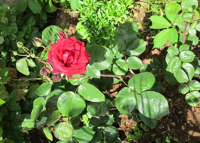 Aria Apartmán Zadar